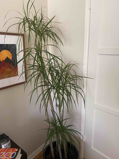 If your Dracaena Marginata is dying, it is likely due to overwatering.