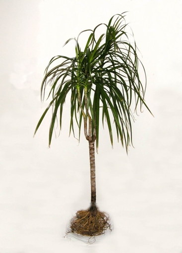 If your Dracaena stem is broken, you can fix it by following these steps: