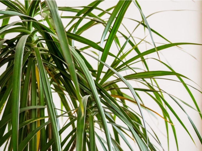 If your Dracaena's leaves are curling, it could be due to an overdose of fertilizer.