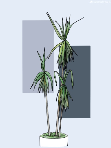 If your Dracaena's leaves are drooping, it is likely overwatered.