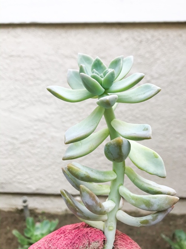 If your Echeveria is leggy, it may be due to high temperatures.