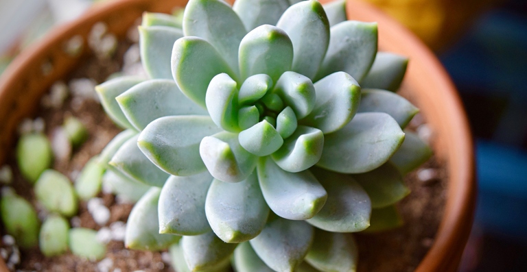 If your Echeveria is looking leggy, it might be due to insufficient light, incorrect watering, or pests.