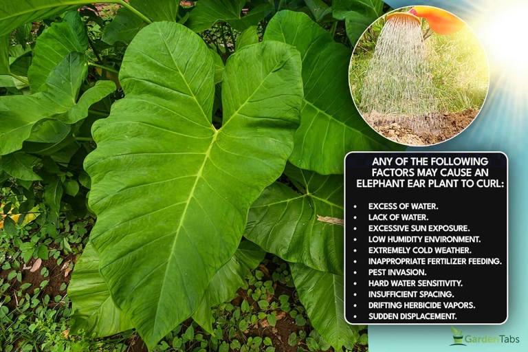 If your elephant ear leaves are curling, it is likely due to a lack of water or too much direct sunlight.
