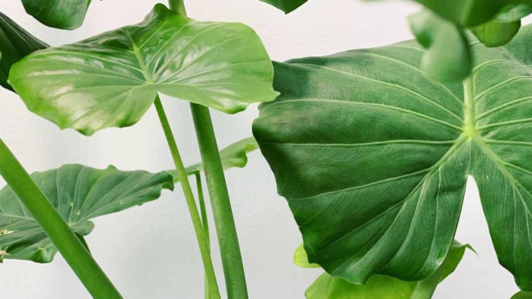 If your elephant ear leaves are drooping, don't worry - there are a few easy solutions.