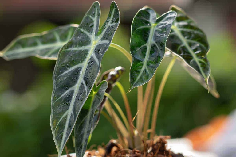 If your elephant ear plant has a broken stem, don't worry - there are easy fixes!