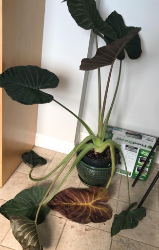 If your elephant ear's leaves are drooping, it may be root bound.