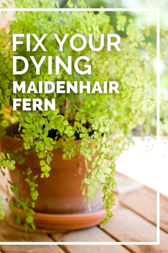 If your fern is drying out, it could be due to incorrect lighting.