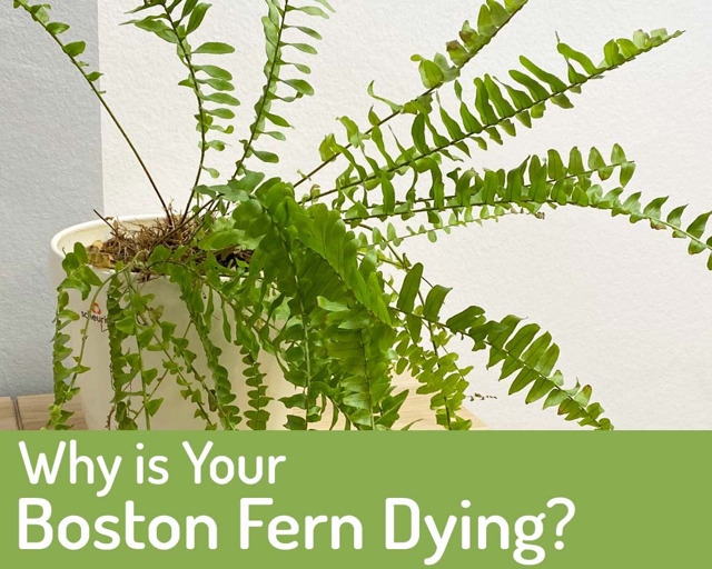 If your fern is drying out, it is likely due to one of these five causes: too much sun, not enough humidity, not enough water, poor drainage, or too much fertilizer.