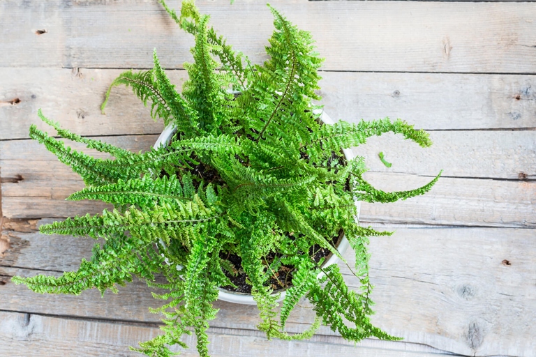 If your fern is drying out, it is likely due to one of these five mistakes in watering.