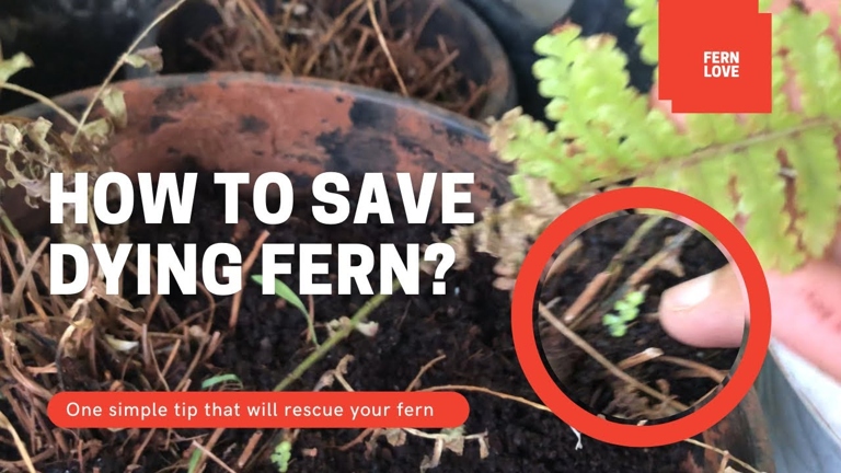 If your ferns are looking yellow and dry, don't worry - there are a few things you can do to revive them.