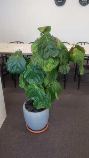 If your fiddle leaf fig is looking a bit wilted and its leaves are drooping, it may be getting too much direct sunlight.