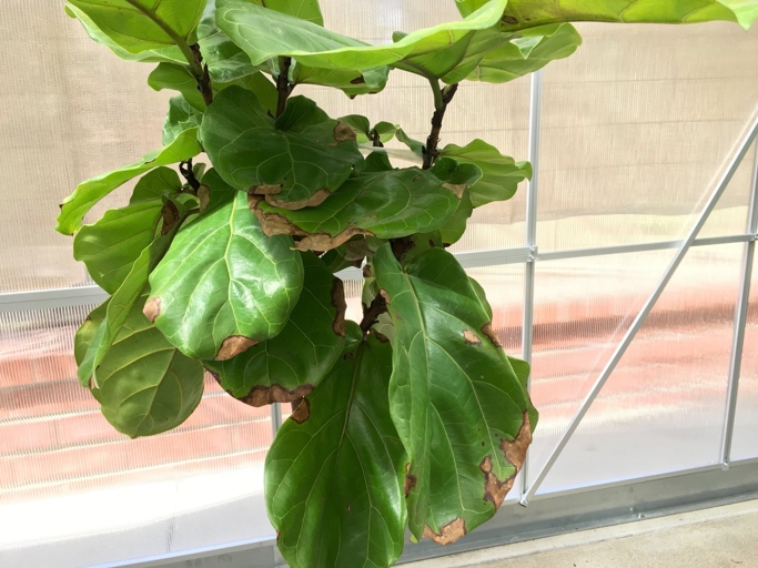 If your fiddle leaf fig leaves are cracking, it is likely due to too much water. Allow the top inch of soil to dry out before watering again.