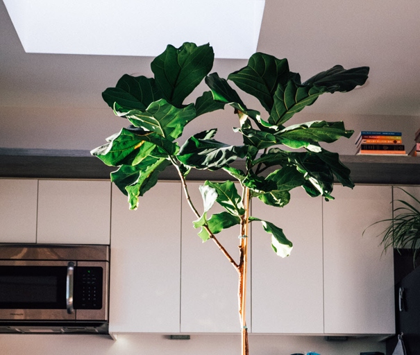 If your fiddle leaf fig tree's leaves are curling up, it could be due to the pot size.