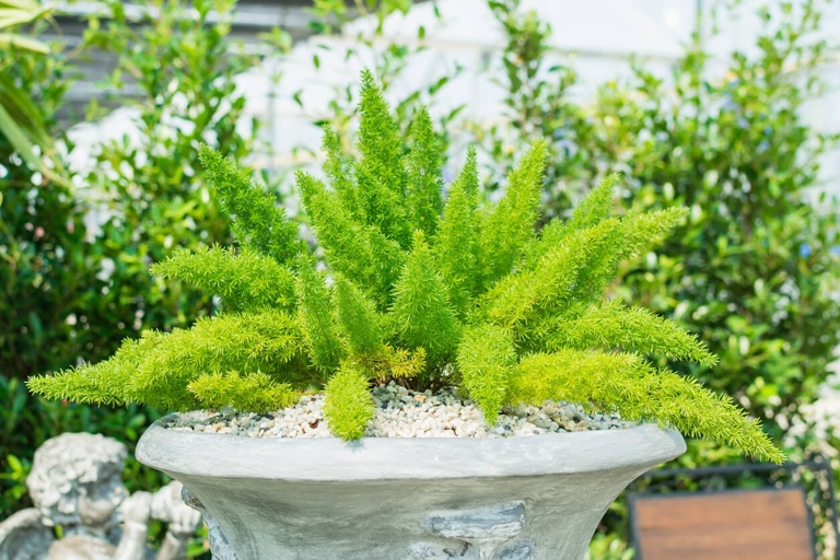 If your foxtail fern is turning yellow, it's likely due to the temperature. Here are some tips on how to save your plants from harsh temperatures.