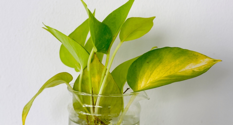 If your golden pothos is turning yellow, it is likely due to lack of water. To fix this, water your plant thoroughly and make sure to keep the soil moist.