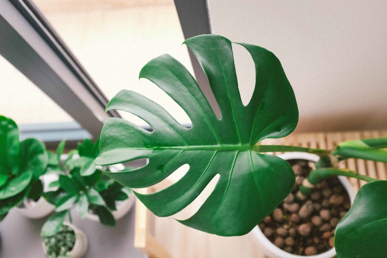 If your hand shadow is completely visible on the floor, your Monstera needs more light.
