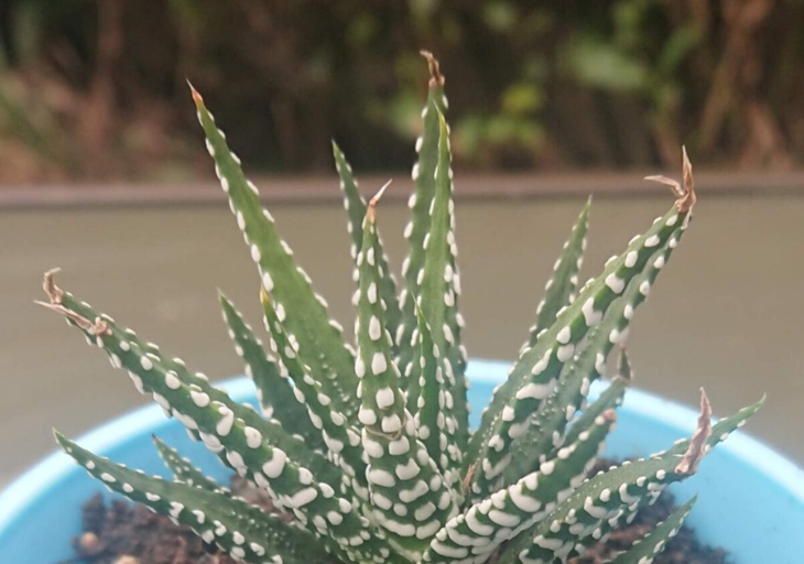 If your Haworthia is turning brown, there are a few things you can do to save it.