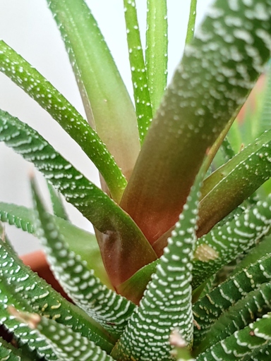 If your Haworthia is turning brown, there are a few things you can do to try and save it.
