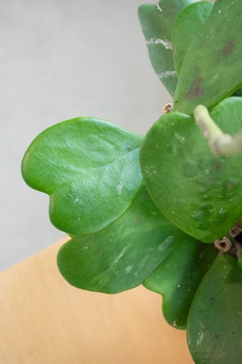 If your Hoya Kerrii leaves are curling, it is most likely due to too much direct sunlight or not enough humidity.