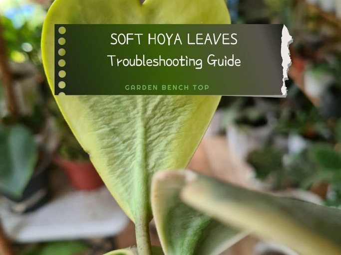 If your Hoya's leaves are looking soft and wrinkled, it's time to give them a fresh start with some new soil mix.