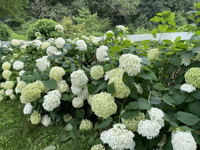 If your hydrangea is falling over after rain, one solution is to use bamboo stakes.