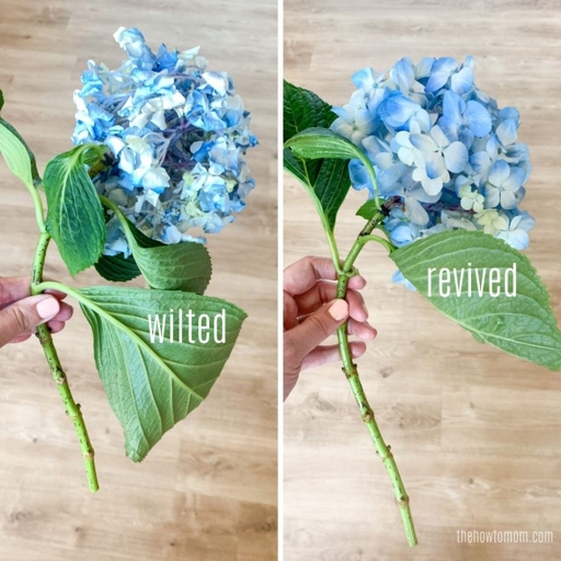 If your hydrangea is wilting in the heat, there are a few things you can do to help it.