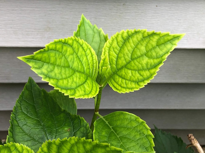 If your hydrangea leaves are turning yellow, it may be time to apply some fertilizer.