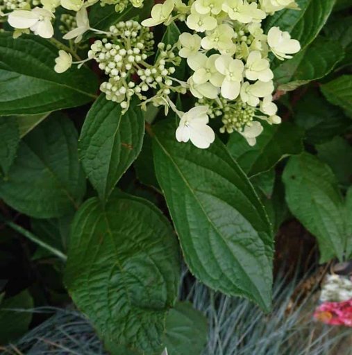 If your hydrangeas are wilting in the heat, one solution is to provide them with a wooden trellis.
