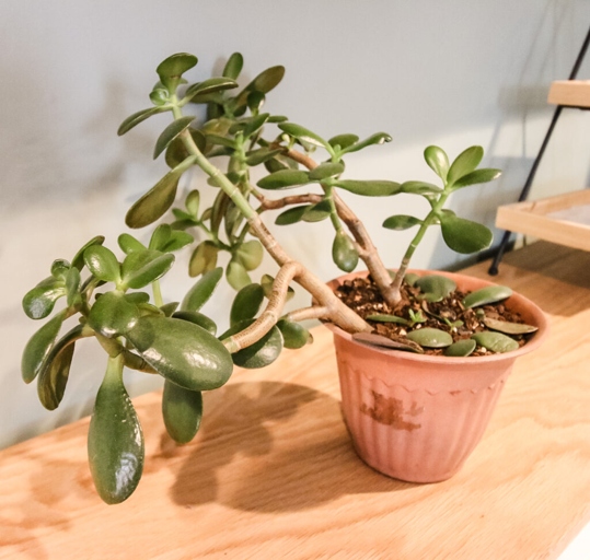 If your jade plant is growing aerial roots, it's likely because it's not getting enough water.