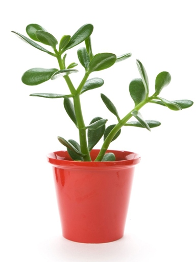 If your jade plant is looking limp and lifeless, it may be overwatered.