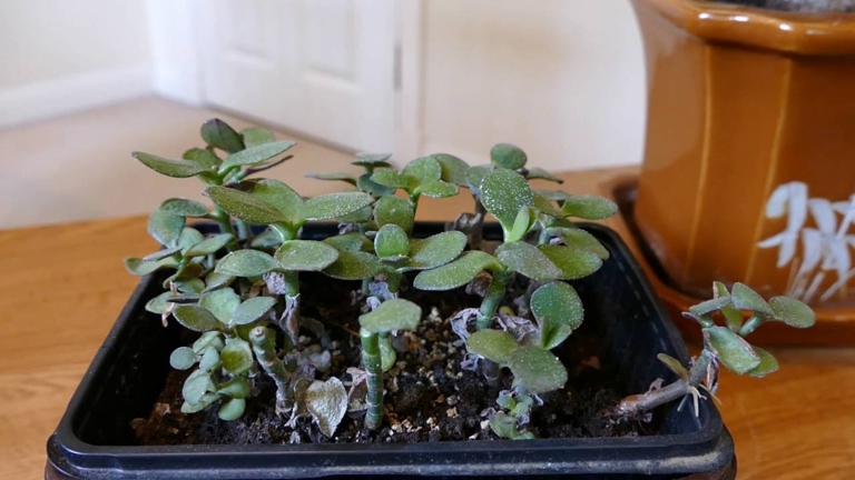 If your jade plant is severely affected by being underwatered, you may need to cut off some of the affected parts.