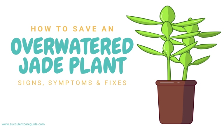 If your jade plant is severely overwatered, don't despair. There is hope for saving your plant with a few simple steps.