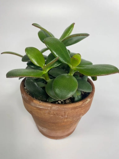 If your jade plant is turning purple, it is likely due to too much sun exposure.