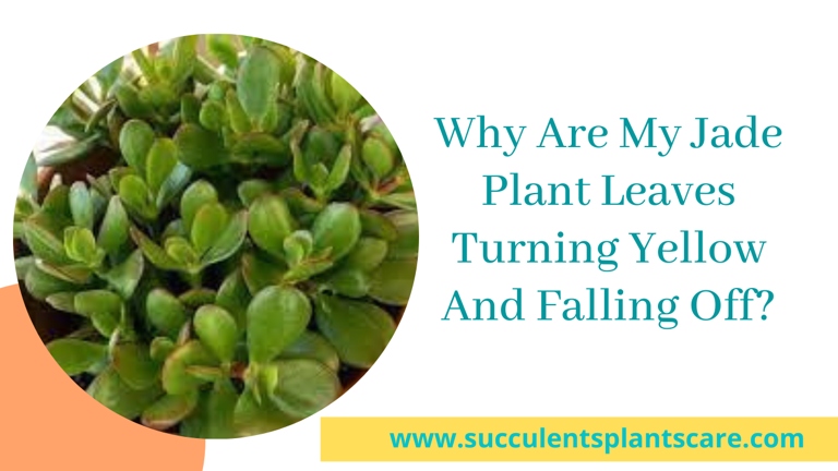 If your jade plant is wilting and has yellow leaves, it may be due to nitrogen toxicity.