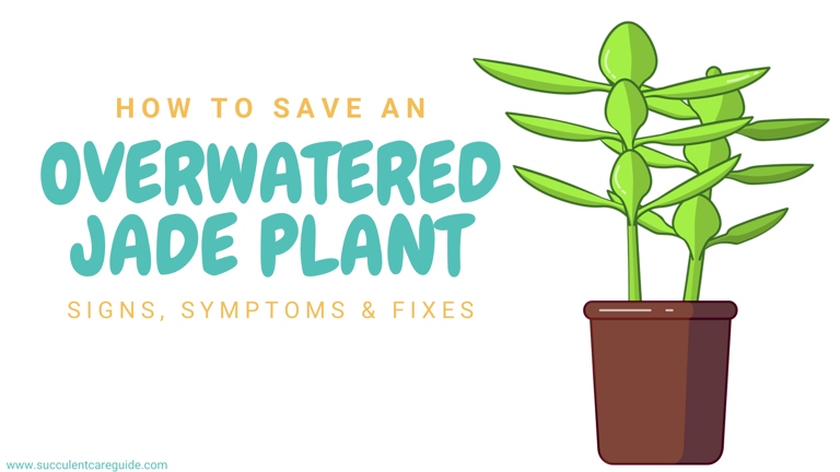 If your jade plant is wilting, has yellow leaves, or its stem is soft, these are signs that it has been overwatered.