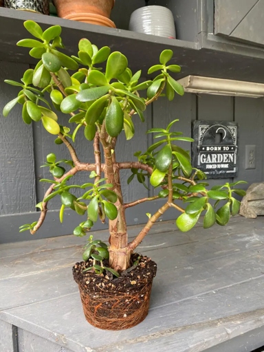 If your jade plant's aerial roots are drying out, there are a few things you can do to help them.