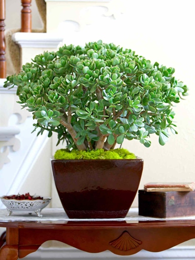 If your jade plant's leaves are pale and limp, it is likely overwatered.