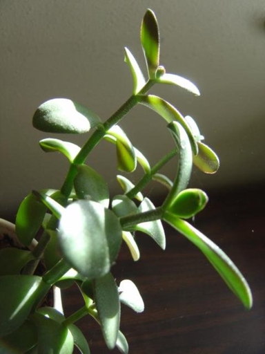 If your jade plant's trunk is broken, you can use a drinking straw to help fix it.
