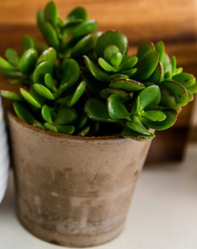 If your jade plant's trunk is looking black and mushy, it's likely suffering from stem rot.