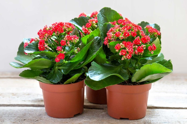 If your Kalanchoe plant is not receiving enough light, it may start to grow aerial roots in an attempt to reach a light source.