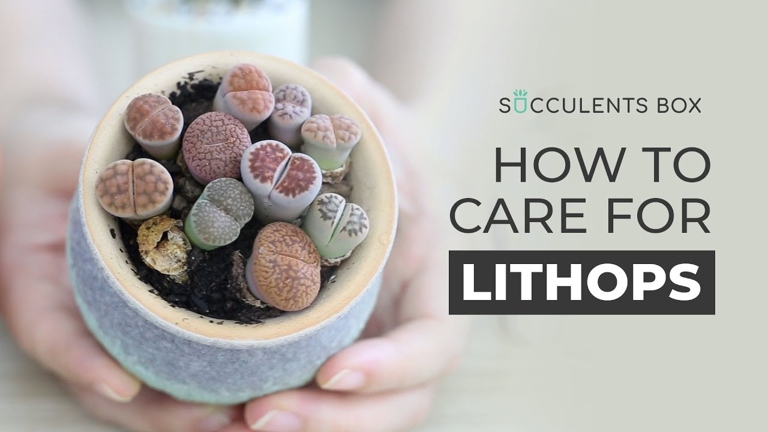 If your Lithops is wilting, has yellow or brown leaves, or is soft to the touch, it is likely overwatered.