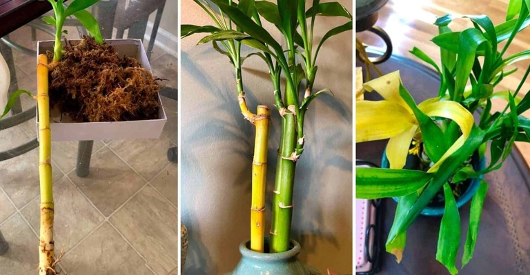If your lucky bamboo is turning yellow, it could be due to a number of different factors, including disease, infection, or simply a lack of nutrients.