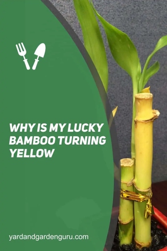 If your lucky bamboo is turning yellow, it could be due to insect infestation. Combat insect infestation by using an insecticide or insecticidal soap.