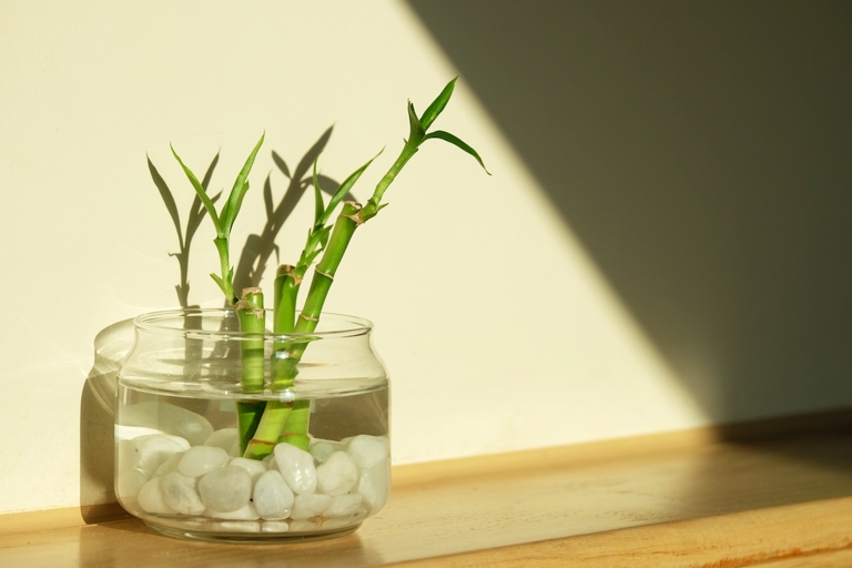 If your lucky bamboo is turning yellow, it is likely due to poor water quality.
