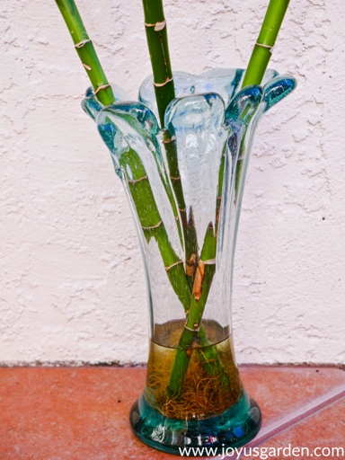 If your lucky bamboo roots are orange, it is likely due to algae growth.