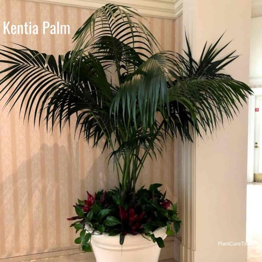 If your majesty palm has outgrown its pot or is showing signs that it needs to be repotted, follow these 8 steps for repotting success.