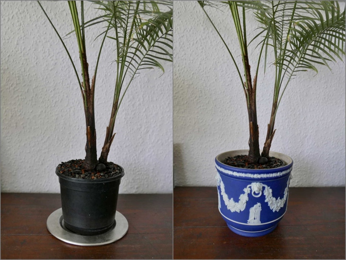 If your Majesty Palm is growing taller than the pot it's in, or if there is more than 2 inches of space between the soil and the edge of the pot, it's time to repot your plant.