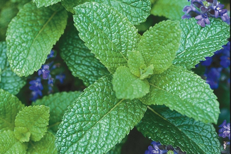 If your mint is dying, don't despair! There are a few simple things you can do to save it.