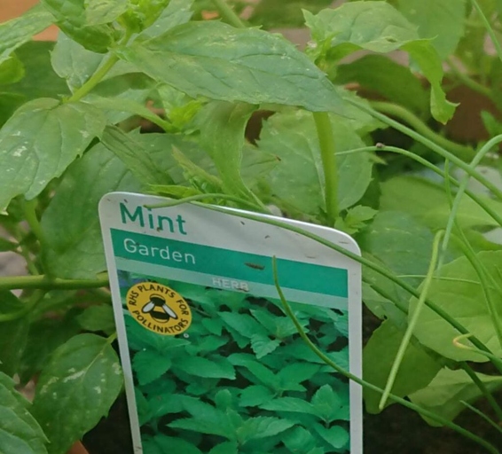 If your mint is dying, it could be due to too much sun exposure.