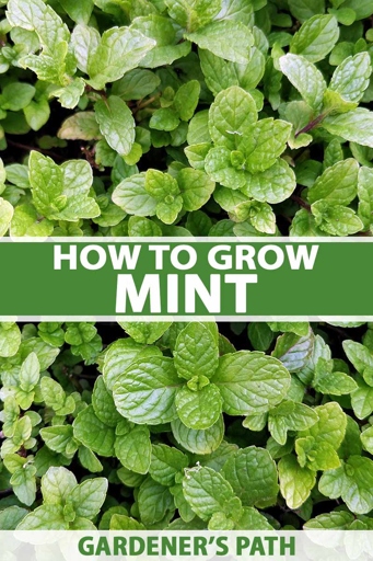 If your mint is growing slowly or stunted, it may be time to transplant it.